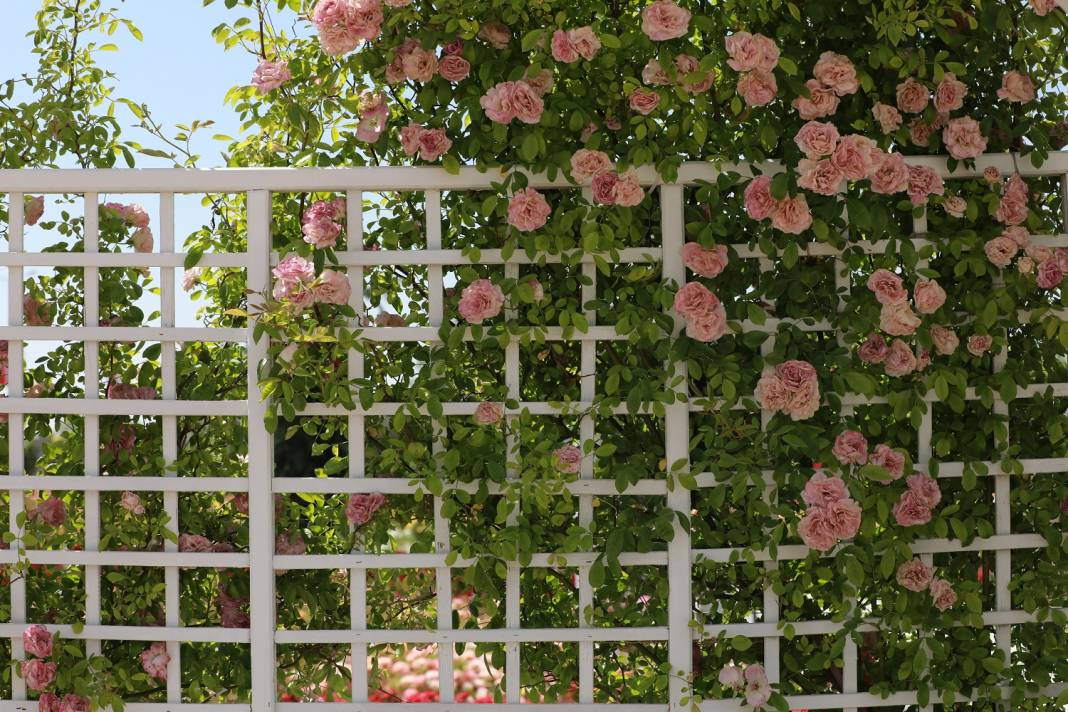 Doğanın en güzel tonları Karatay’da! Her detayıyla hayran bırakıyor 15